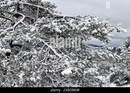 Branches et feuilles du pin sylvestre (Pinus silvestris) recouvertes de neige Banque D'Images