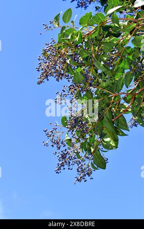 Fruits du privet à larges feuilles (Ligustrum lucidum) sur une branche Banque D'Images