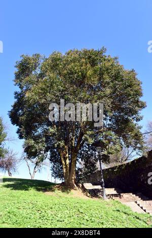 Arbre à grandes feuilles (Ligustrum lucidum) cultivé dans un parc Banque D'Images