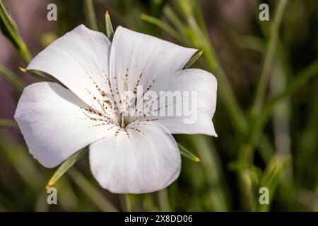 Cockle de maïs, perles océaniques (Agrostemma githago) - Asheville, Caroline du Nord, États-Unis Banque D'Images