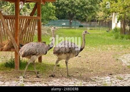 Couple du Grand rhea Rhea americana espèce menacée de grand oiseau dans son habitat d'enclos dans le zoo de Sofia, Sofia, Bulgarie, Europe de l'est, Balkans Banque D'Images