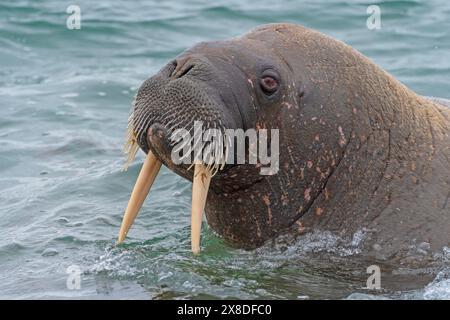 Morse émergeant de l'eau sur Torellneset, Nordaustlandet dans les îles Svalbard Banque D'Images