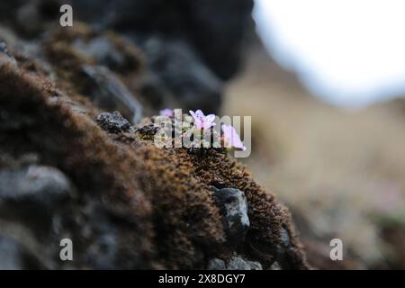 Islande - 2024 05 02, photo de paysage sur Islande, cascade Kvernufoss Banque D'Images