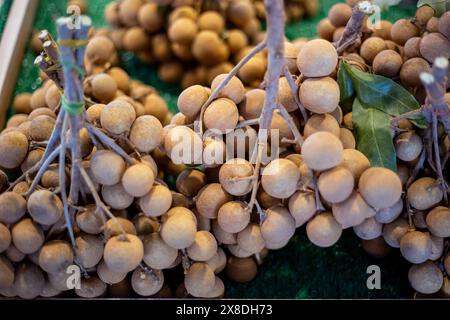 Longan mûr sur les branches sur un comptoir de magasin en Asie. Marché thaïlandais aux fruits. Banque D'Images