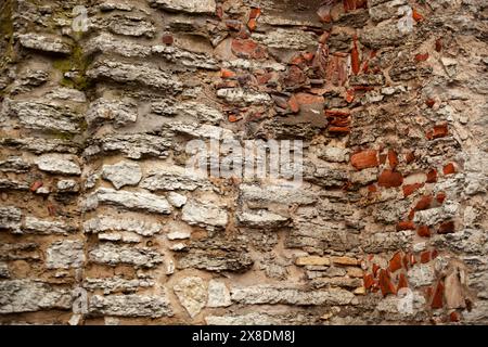 Un gros plan d'une formation de substrat rocheux avec des troncs de bois brun et des plantes terrestres poussant comme couvre-sol, créant un motif d'herbe sur la roche. Banque D'Images