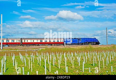 A4 Pacific No 60007 Sir Nigel Gresley at Shipton by Beningbrough, North Yorkshire, Angleterre le 6 avril 2024 Banque D'Images