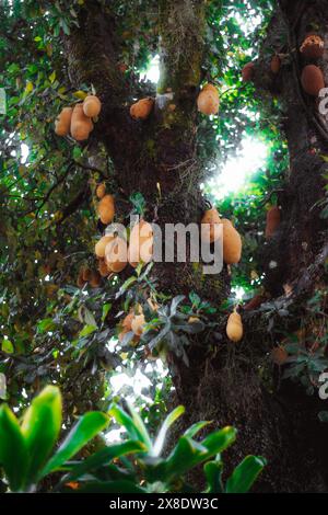 Vue verticale rapprochée de jackfruits mûrs poussant sur un grand tronc d'arbre dans une forêt tropicale luxuriante. Les feuilles vertes éclatantes et l'écorce texturée créent Banque D'Images