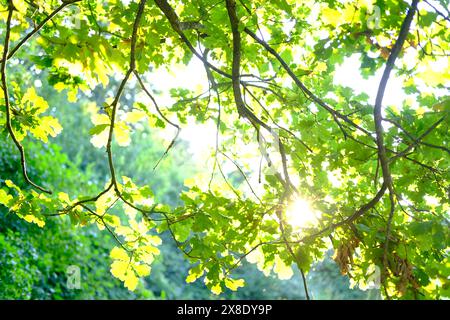 jeune feuillage de chêne vert trempé de soleil, couronne luxuriante d'un arbre avec des feuilles, saison printanière dans le parc, dans la forêt, concept de changement de saisons, bon nous Banque D'Images