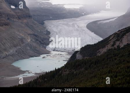 Le glacier Saskatchewan court du champ de glace Columbia, le plus grand champ de glace des montagnes Rocheuses nord-américaines Banque D'Images