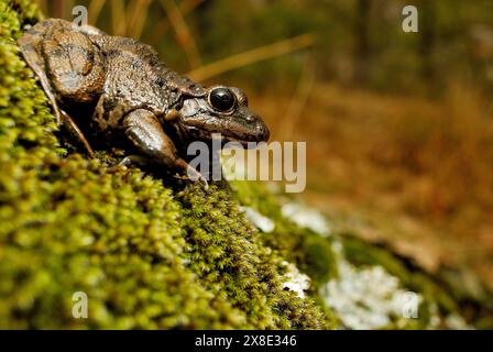 Grenouille commune (Pelophylax perezi) dans un bassin près de Bustarviejo, Madrid, Espagne Banque D'Images