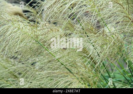 En gros plan d'un Miscanthus nepalensis (herbe argentée du Népal) Banque D'Images