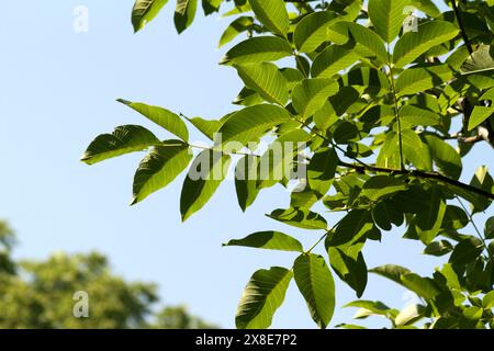 Feuilles de noix anglaise en été Banque D'Images