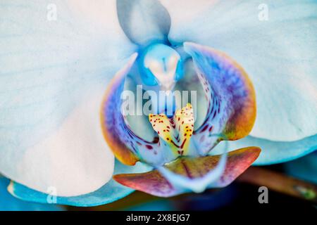 Gros plan d'une orchidée aquarelle bleue Banque D'Images