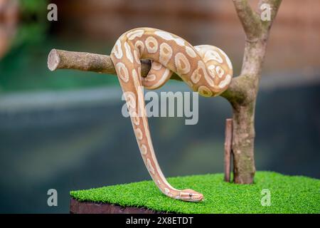 L'image en gros plan d'un Python Banana Pastave Ball (Python regius). C'est une espèce de python originaire d'Afrique de l'Ouest et du Centre, Banque D'Images
