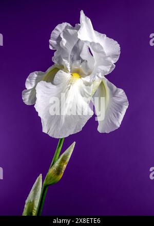 Belle immortalité de l'iris blanc fleuri sur un fond violet. Gros plan de la tête de fleur. Banque D'Images