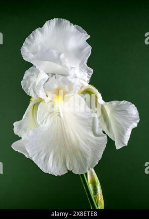 Belle immortalité d'iris blanc florissant sur un fond vert. Gros plan de la tête de fleur. Banque D'Images