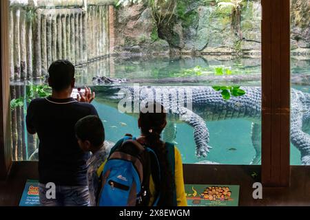 Singapour 22 mai 2024 : le touriste regarde Gavial (Gavialis gangeticus) au zoo de Singapour, utilise également le smartphone pour prendre la photo. Banque D'Images