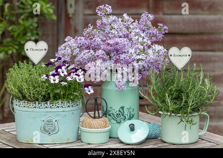 disposition de jardin avec fleur d'alto, thym et romarin en pots et bouquet de lilas Banque D'Images