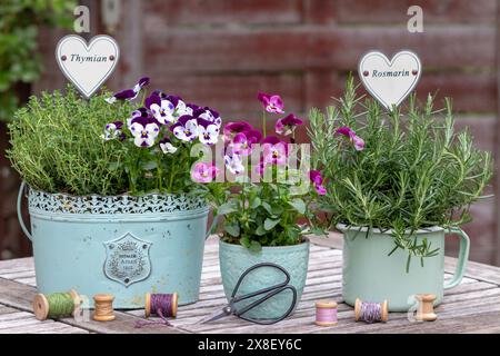 disposition de jardin avec fleur d'alto, thym et romarin en pots Banque D'Images