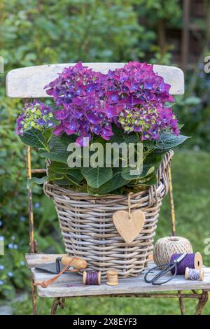 hydrangea macrophylla pourpre dans le panier sur la chaise de jardin Banque D'Images