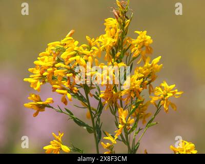 Fleur jaune de l'herbe verte du teinturier ou du balai du teinturier, Genista tinctoria Banque D'Images