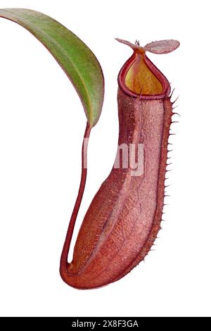 Pichet unique d'une plante de pichet ou de coupes de singe, Nepenthes isolé sur fond blanc, piège à insectes d'une plante carnivore Banque D'Images