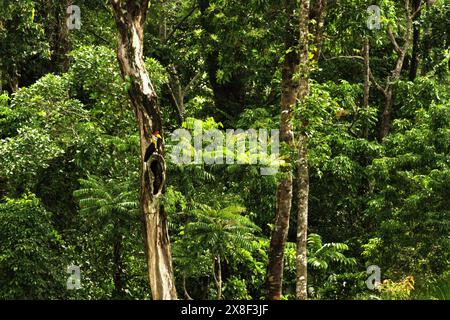 Un mâle de bec de corne à boutons (Rhyticeros cassidix) perche au-dessus d'un trou de nid potentiel sur un arbre dans le nord de Sulawesi, Indonésie. Banque D'Images