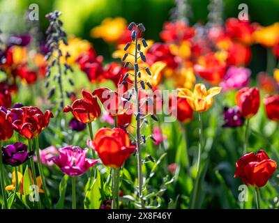 Gros plan avec un fond doux de tulipes et Fritillaria persica fleurissant dans Carl Johans Park à la mi-mai à Norrköping, Suède. Banque D'Images