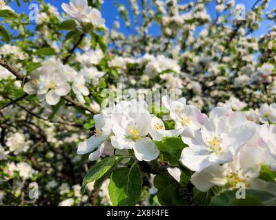 Fleurs blanches de pommier fleurissent au printemps au début de l'été avec un ciel bleu Banque D'Images