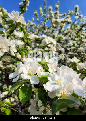 Fleurs blanches de pommier fleurissent au printemps au début de l'été avec un ciel bleu Banque D'Images