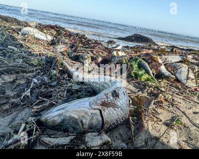 Santa Barbara, Californie, États-Unis 24 mai 2024. Des milliers de sardines échouent sur le sable à la plage Leadbetter de Santa Barbara, près du port de Santa Barbara, tôt le 24 mai 2024. Ils étaient emmêlés dans des algues à marée basse. (Crédit image : © Amy Katz/ZUMA Press Wire) USAGE ÉDITORIAL SEULEMENT! Non destiné à UN USAGE commercial ! Crédit : ZUMA Press, Inc/Alamy Live News Banque D'Images