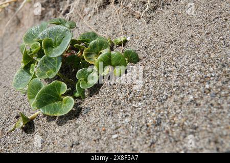 Gros plan naturel décentralisé sur une weed de mer émergente, Calystegia soldanella dans le sable de la côte de l'Oregon, Bandon Banque D'Images