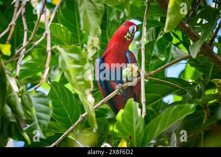 Eclectus de Papou, eclectus à faces rouges ou eclectus de Nouvelle-Guinée, Eclectus roratus, Raja Ampat Biodiversity nature Resort, Waigeo, Raja Ampat, Papouasie occidentale Banque D'Images