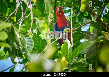 Eclectus de Papou, eclectus à faces rouges ou eclectus de Nouvelle-Guinée, Eclectus roratus, Raja Ampat Biodiversity nature Resort, Waigeo, Raja Ampat, Papouasie occidentale Banque D'Images
