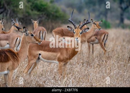 Impala (Aepyceros melampus), mâle adulte dans le troupeau, dans les hautes herbes, Black Heeler Antelopes, parc national Kruger, Afrique du Sud Banque D'Images