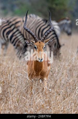 Impala (Aepyceros melampus), mâle adulte en herbe haute, antilope Black Heeler, parc national Kruger, Afrique du Sud Banque D'Images