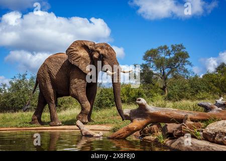 Éléphant de brousse africain marchant le long d'un trou d'eau dans le parc national Kruger, Afrique du Sud ; espèce Loxodonta africana famille d'Elephantidae Banque D'Images