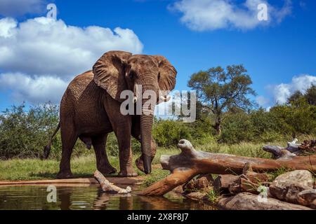 Éléphant de brousse africain marchant le long d'un trou d'eau dans le parc national Kruger, Afrique du Sud ; espèce Loxodonta africana famille d'Elephantidae Banque D'Images