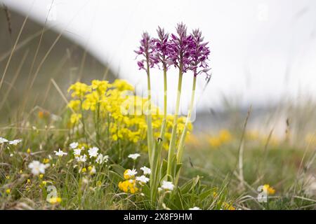 Orchis militaris, orchidée sauvage, photographiée dans les Apennins italiens à haute altitude. Abruzzes, Italie. Banque D'Images