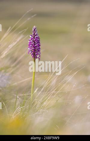 Orchis militaris, orchidée sauvage, photographiée dans les Apennins italiens à haute altitude. Abruzzes, Italie. Banque D'Images