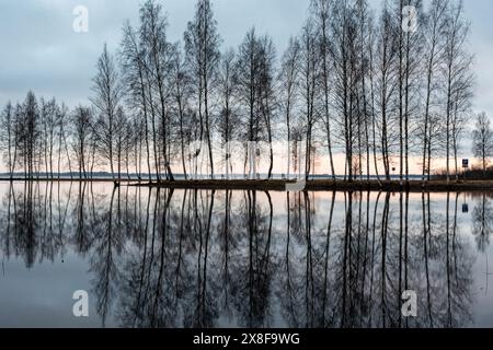 Paysage avec un lac inondé, silhouettes sombres d'arbres en contre-jour, reflets d'arbres dans l'eau, paysage printanier, lac Burtnieku, Lettonie Banque D'Images