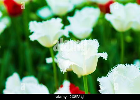 Tulipes rouges et blanches fleurissent dans le parc. Fond floral naturel. Banque D'Images