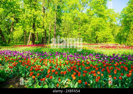 Des tulipes multicolores fleurissent dans le parc. Festival annuel des tulipes à Saint-Pétersbourg. Elagin Island, préparé Petersburg, Russie - 24 mai 2024. Banque D'Images