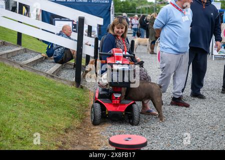 Un grand chien tente de partager le scooter de mobilité de son propriétaire lors de sa visite au salon Crick Boat Show. Banque D'Images