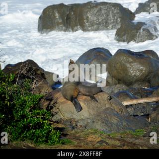 Alimentation du phoque à fourrure de Cape Palliser, Nouvelle-Zélande Banque D'Images