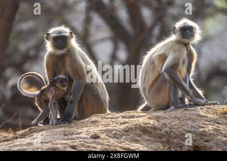 Langurs gris en Inde Banque D'Images