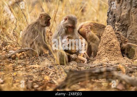 Rhésus macaque (Macaca mulatta) mère prend soin de son petit Banque D'Images