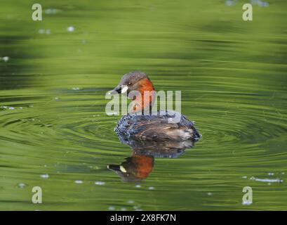 Ce petit grebe adulte était l'un d'une paire avec quatre poussins en bonne santé, grandissant bien. Banque D'Images