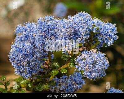 Fleurs bleues denses de Ceanothus 'Edinburgh', arbuste rustique à feuilles persistantes californiennes Banque D'Images