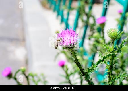 Délicate fleurs roses et pourpres de Carduus nutans plante, communément connu sous le nom de musc ou de nodding chardon sans plomb, dans un jardin dans un jour ensoleillé d'été, nati Banque D'Images